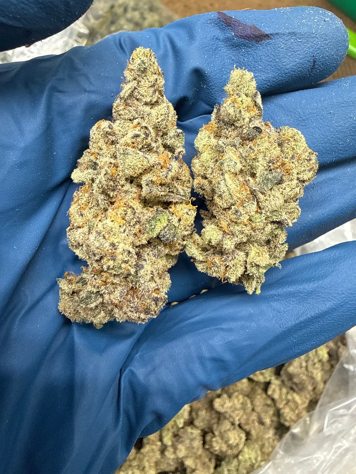 Gmo X Gelato Flower